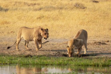 Savanadaki vahşi aslanlar