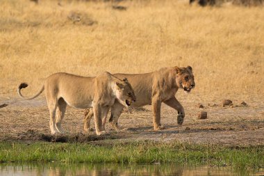 Afrika Aslanı (panthera leo) Güney Afrika 'daki Kruger Ulusal Parkı' nda
