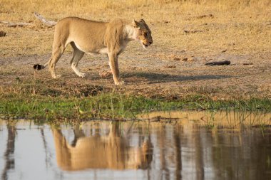 Güney Afrika 'daki Kruger Ulusal Parkı' nda aslan var.