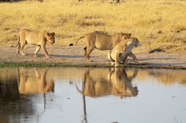 Aslan, Botswana 'daki Chobe Ulusal Parkı' ndaki bir delikten su içiyor..