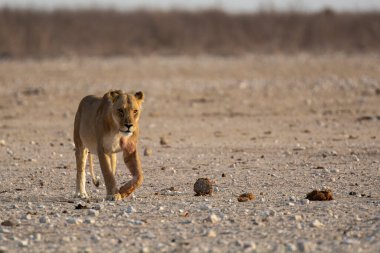 Aslan savanada yürüyor