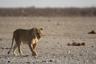Etoşa namibya 'sında yürüyen beyaz bir aslan.