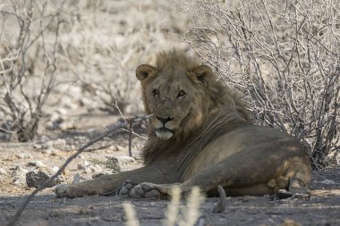 Afrika aslanı Kruger Ulusal Parkı, Güney Afrika
