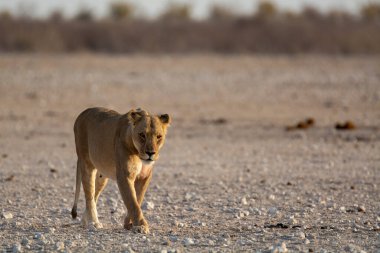 Namibya 'daki Etosha Milli Parkı' nda Aslan
