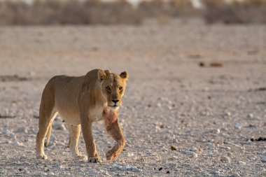 Etoşa Ulusal Parkı Namibya 'da Afrikalı bir kadın.