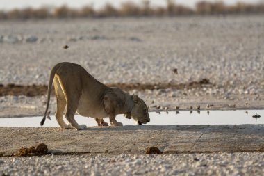 Vahşi hayvanlar, seçici odaklanma