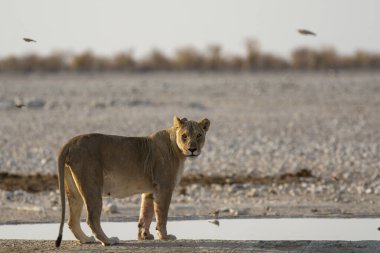 Etoşa 'da yürüyen beyaz bir aslan.