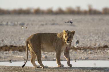 Etoşa Ulusal Parkı, Namibya 'da beyaz aslan
