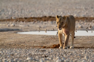 Etoşa 'da su içen vahşi bir aslan.