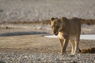 sha etonamibia Ulusal Parkı 'ndaki su birikintisinden su içen aslan.