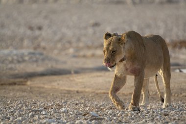 Etoşa Ulusal Parkı 'nın kumlarında yürüyen aslan, namibya