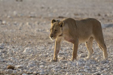 Namibya 'daki Etoşa Milli Parkı' nda genç bir aslan.