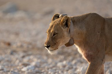 Etoşa namibya 'da yürüyen dişi bir aslan.