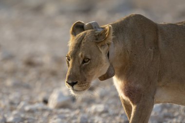 Vahşi aslanlar, Afrika savanları