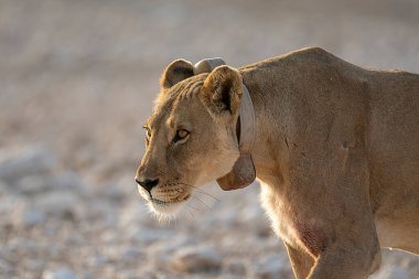 Savanadaki vahşi Afrika aslanı.