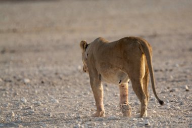 Aslan (panthera leo), etosha Milli Parkı, etosha, namibya