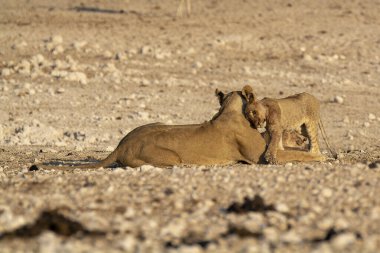 lion drinking in the etosha