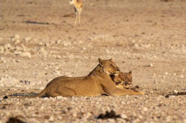 Savanada bir çift vahşi hayvan