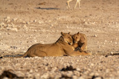 Afrika savanındaki genç vahşi aslanlar