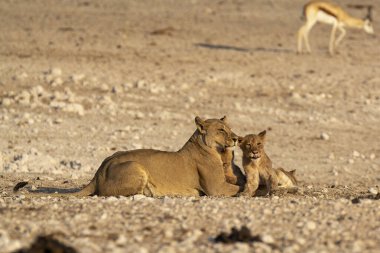 a pair of lions on the ground of the savannah