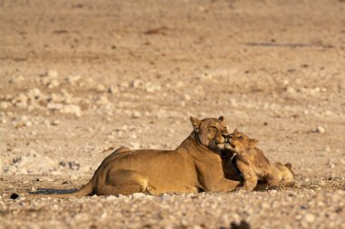 Etoşa 'da iki aslan.