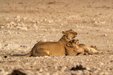 young female lion cub in the desert