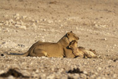 Çölde aslan yavrusu