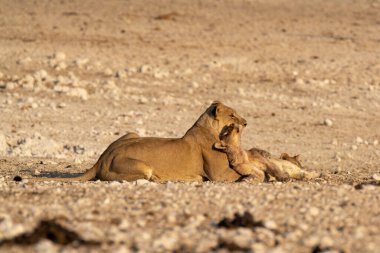 a young lion and her mother in the desert