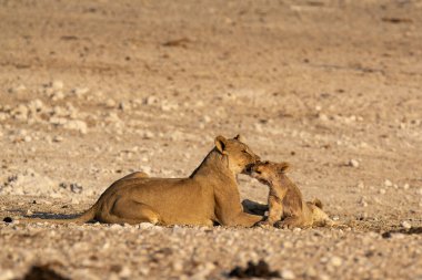 Çölde aslan yavrusu