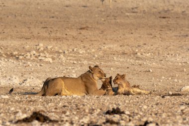 young female lion in the savannah of etosha