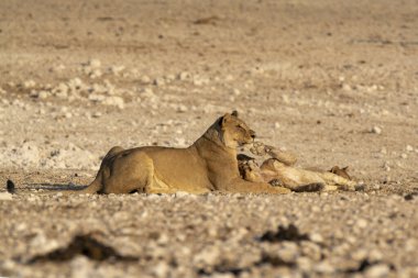 lion cub resting on the sand