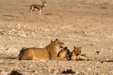 young female lion with cub in desert