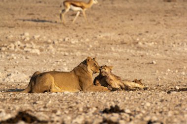 african wild lion family. african family.