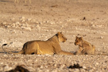 a lion cub and mother in the etosha