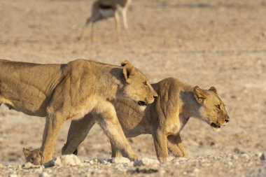Namibya bozkırında yürüyen vahşi aslanlar.