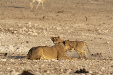 Çöldeki aslan ailesi.