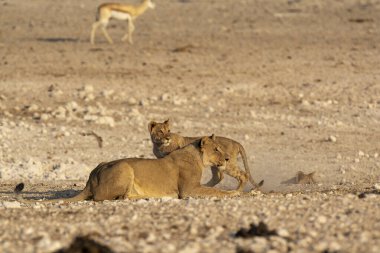 a female lion and her cub drinking water