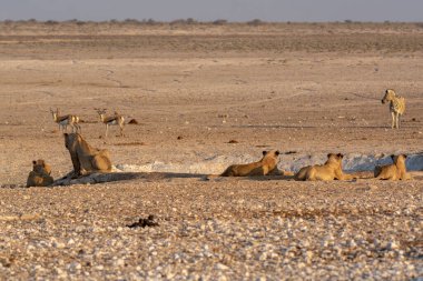 Namibya 'daki Etoşa safarisinde bir grup aslan.
