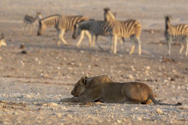 Afrika Afrika çalı zebrası Namibya 'daki Etoşa Ulusal Parkı' nda