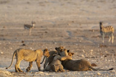 Namibya 'daki vahşi aslan