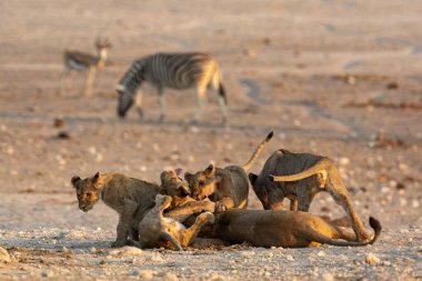 Etoşa Ulusal Parkı, Namibya 'daki su birikintisinde bir grup aslan..
