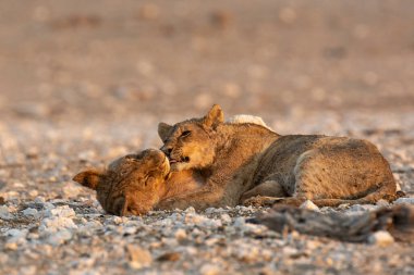 young lions in the savannah of etosha namibia