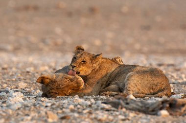 Afrika 'nın güneyindeki Kruger Park' ta aslan yavrusu.