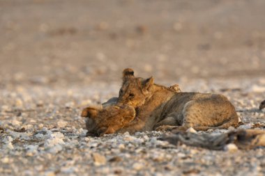 Namibya 'daki Etoşa Ulusal Parkı' nda aslan ailesi..