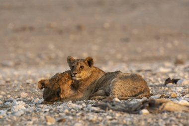 Çölde aslan yavrusu
