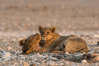 two lion cubs resting in the sun.