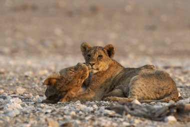 Güney Afrika 'daki Kruger Ulusal Parkı' nda aslan yavrusu.
