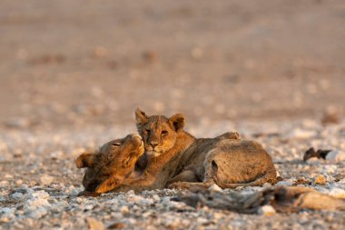 Kumda oynayan aslan yavrusu.