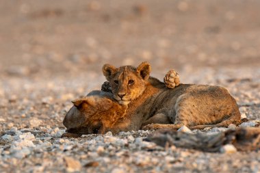 african lion family in etosha national park, south africa