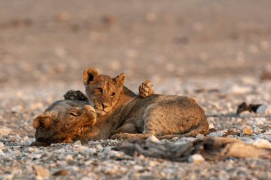 Etoşa 'daki genç aslan.